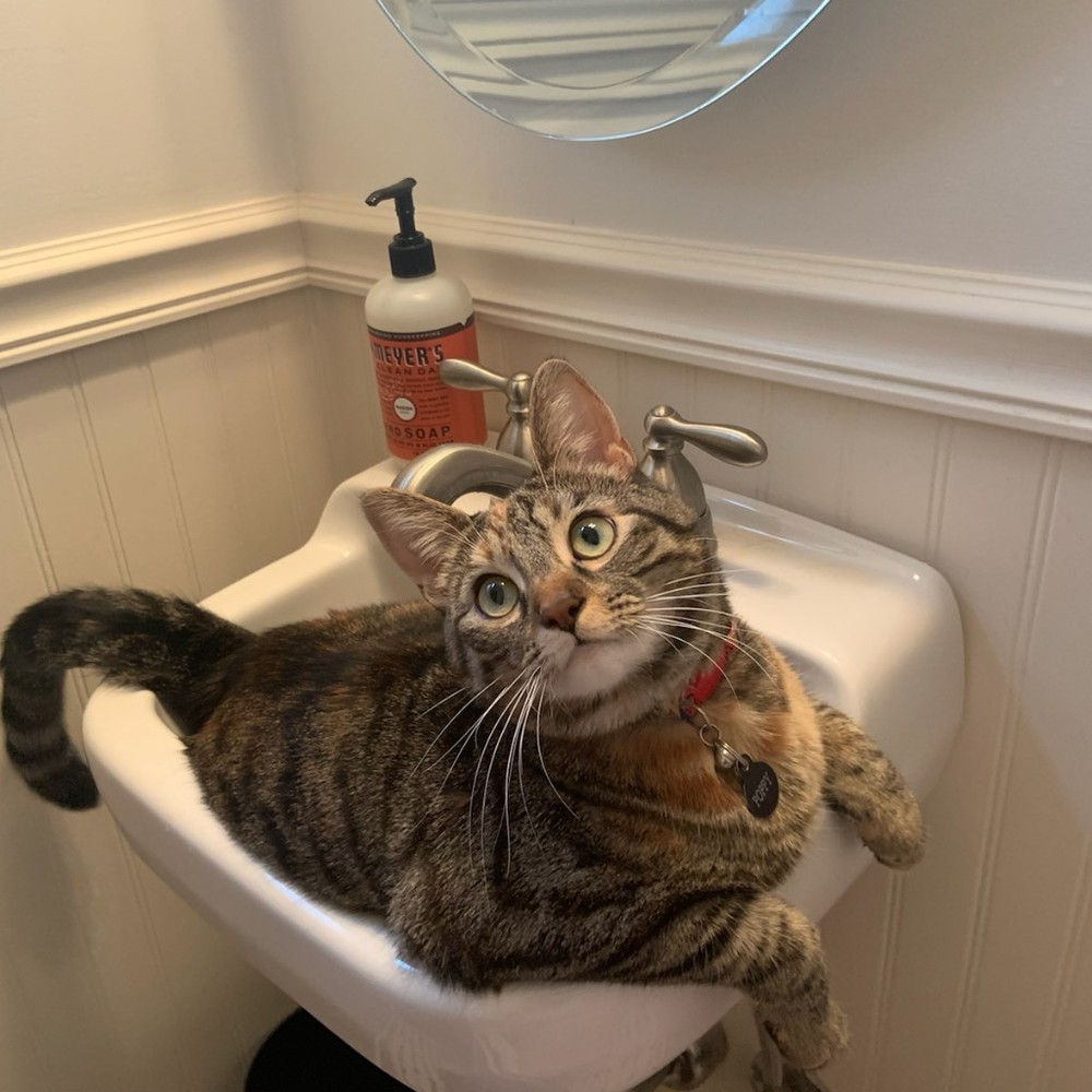 Meet your Posher, Ellen